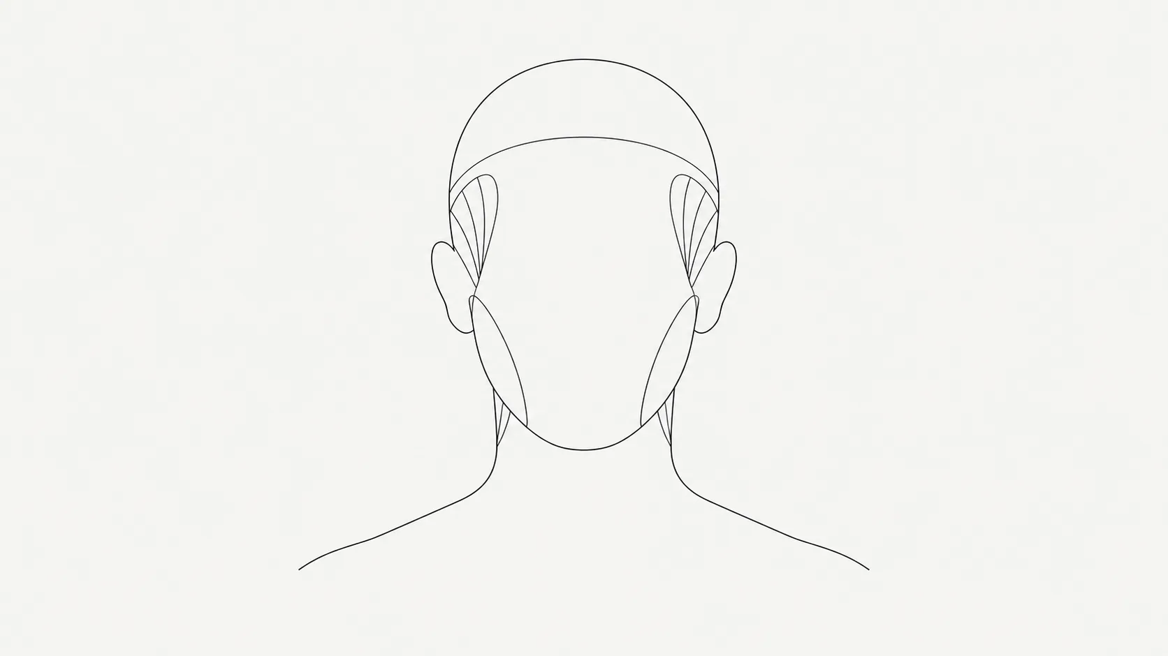 A line diagram of a head from the front with the jaw, temple and upper neck muscles traced as thin outlines
